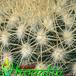 Mammillaria rekoi v aureispina thorn 420