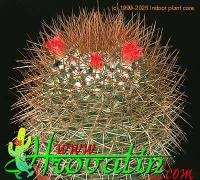 Mammillaria rhodantha 436