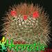 Mammillaria rhodantha 436