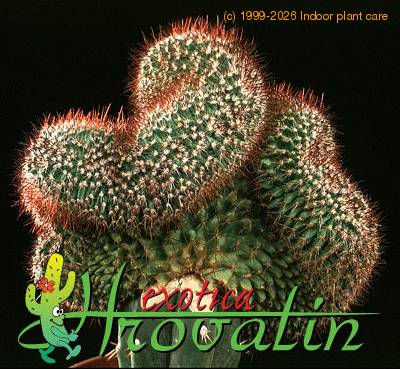 Mammillaria rhodantha cristata 478