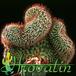 Mammillaria rhodantha cristata 478