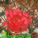 Mammillaria rhodantha flower 437