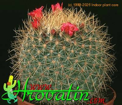 Mammillaria rhodantha v flavispina 424