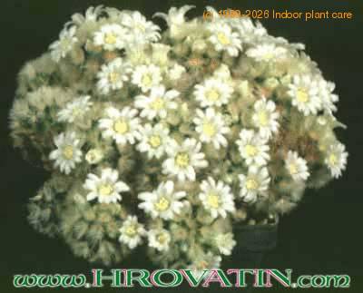 Mammillaria schiedeana 72