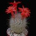 Mammillaria senilis