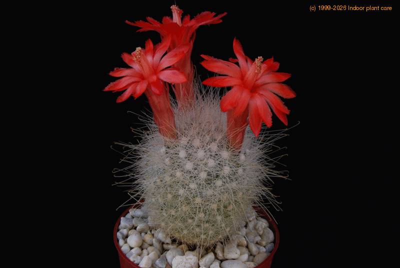 Mamillopsis senilis - Mammillaria senilis, Cochemiea senilis, Mammillaria  diguetii, Mamillopsis diguetii care