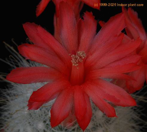 Mammillaria senilis SIf