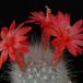 Mammillaria senilis1 SIf