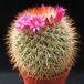 Mammillaria spinosissima