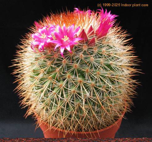 Mammillaria spinosissima