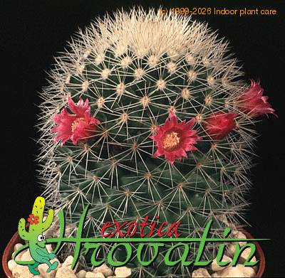 Mammillaria spinosissima v albispina 462