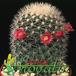 Mammillaria spinosissima v albispina 462