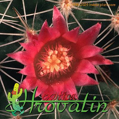 Mammillaria spinosissima v albispina flower 463