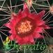 Mammillaria spinosissima v albispina flower 463