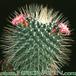 Mammillaria spinosissima v monospina 201