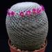 Mammillaria supertexta SIb