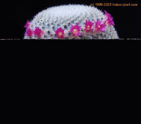 Mammillaria supertexta SIb