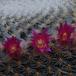 Mammillaria supertexta SIf