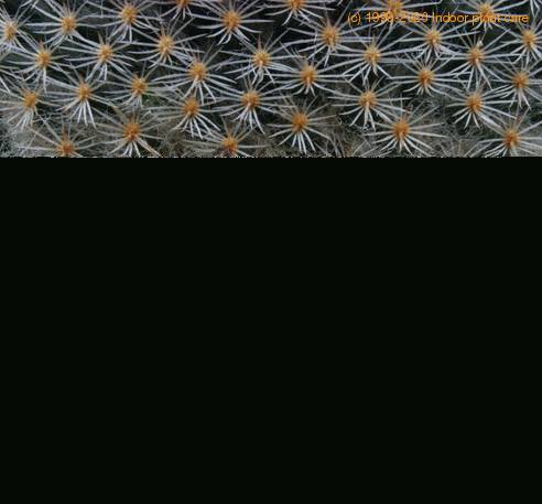 Mammillaria supertexta SIt