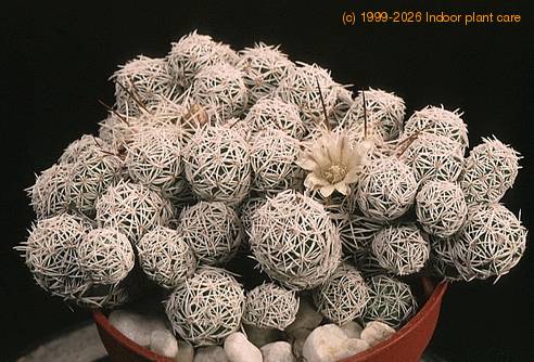 Mammillaria vetula ssp gracilis-763
