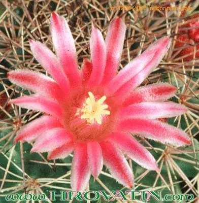 Mammillaria zacatecasensis flower 216