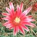 Mammillaria zacatecasensis flower 216