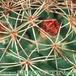 Mammillaria zacatecasensis thorn 217