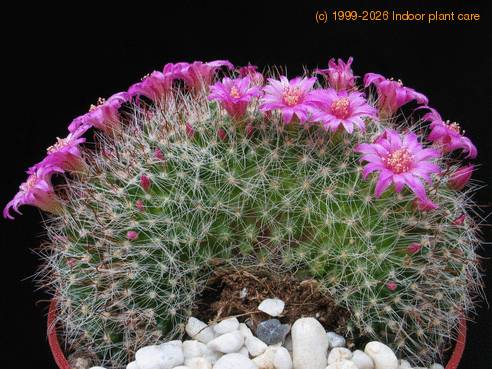 Mammillaria zeilmanniana f. cristata 1