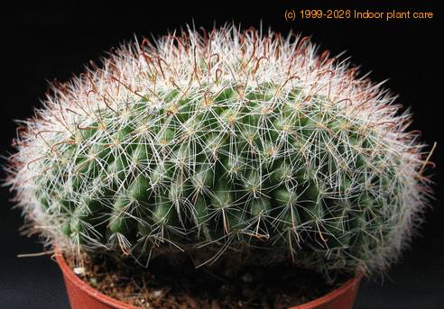 Mammillaria zeilmanniana f. cristata