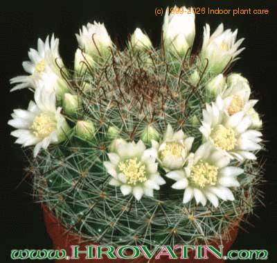 Mammillaria zeilmanniana v albiflora 155