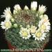 Mammillaria zeilmanniana v albiflora 155
