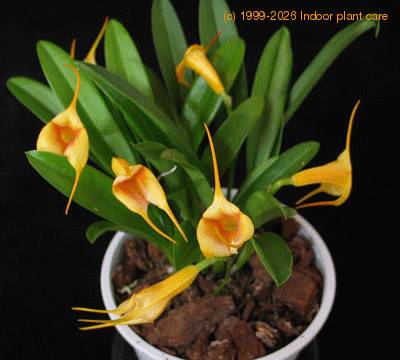 masdevallia