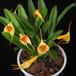 masdevallia