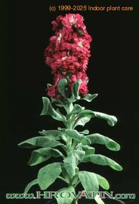 Matthiola 2007