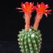 Matucana intertexta SIb