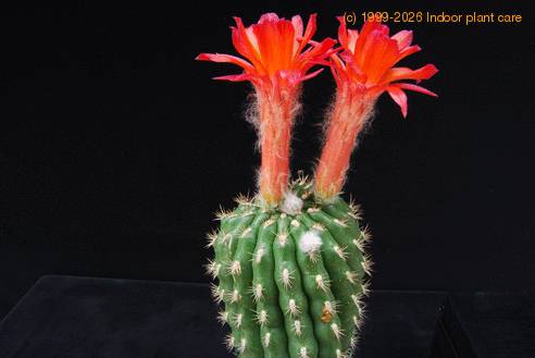 Matucana intertexta SIb