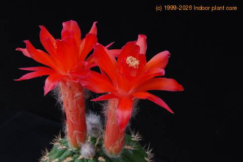 Matucana intertexta SIf