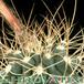 Matucana krahnii thorn 288