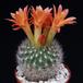 Matucana weberbaueri SIb