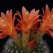 Matucana weberbaueri SIf