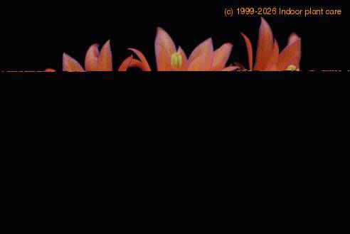 Matucana weberbaueri SIf