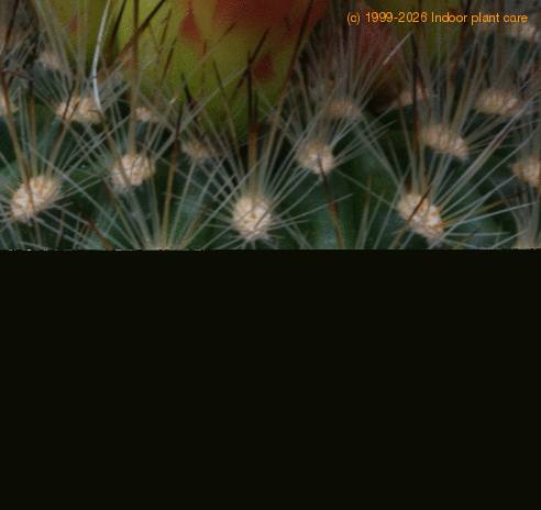 Matucana weberbaueri SIt