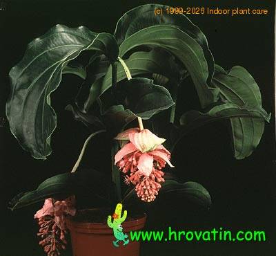 Medinilla magnifica 2042