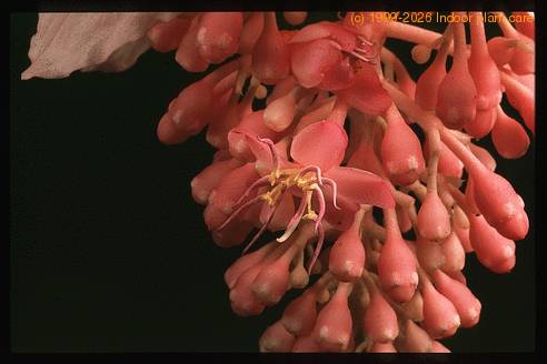 Medinilla magnifica 2045