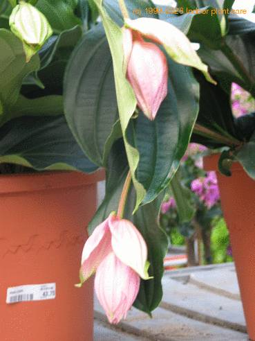 Medinilla magnifica