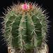 Melocactus bahiensis SIb