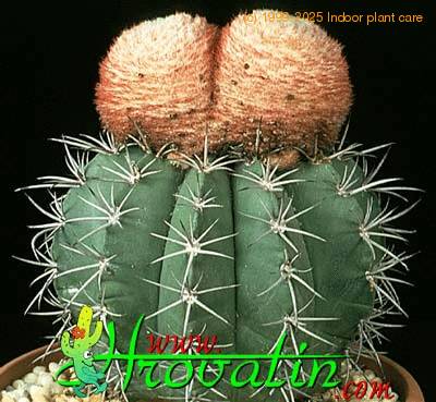 Melocactus neryi 383