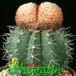 Melocactus neryi 383