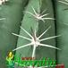 Melocactus neryi thorn 385