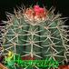Melocactus peruvianus 360